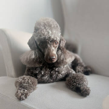 Jakie psy przyjmuję?